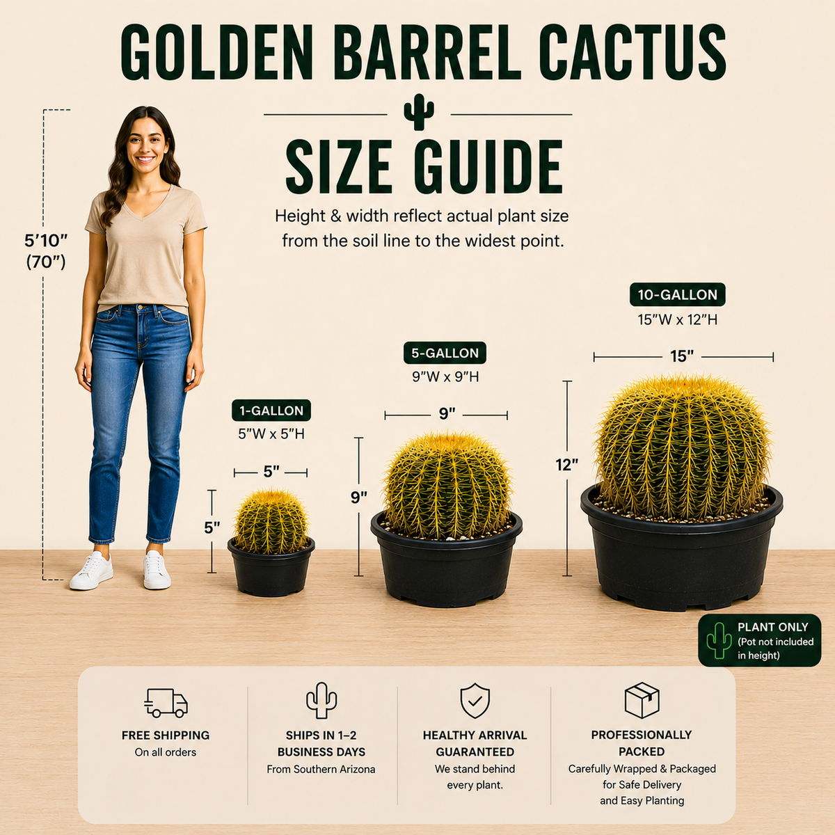Golden Barrel Cactus