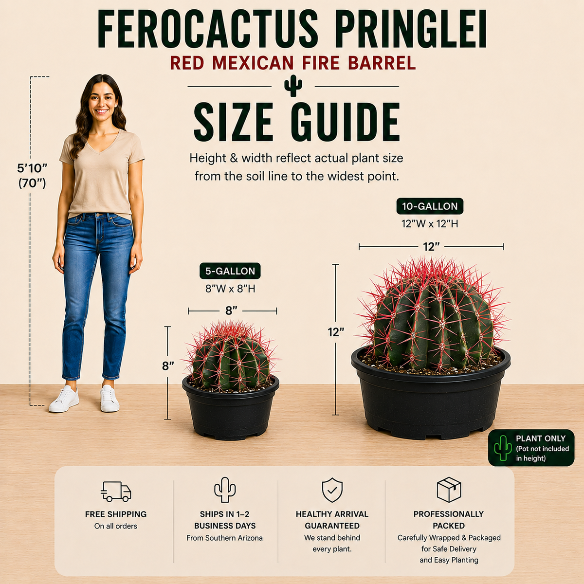 Ferocactus Pringlei