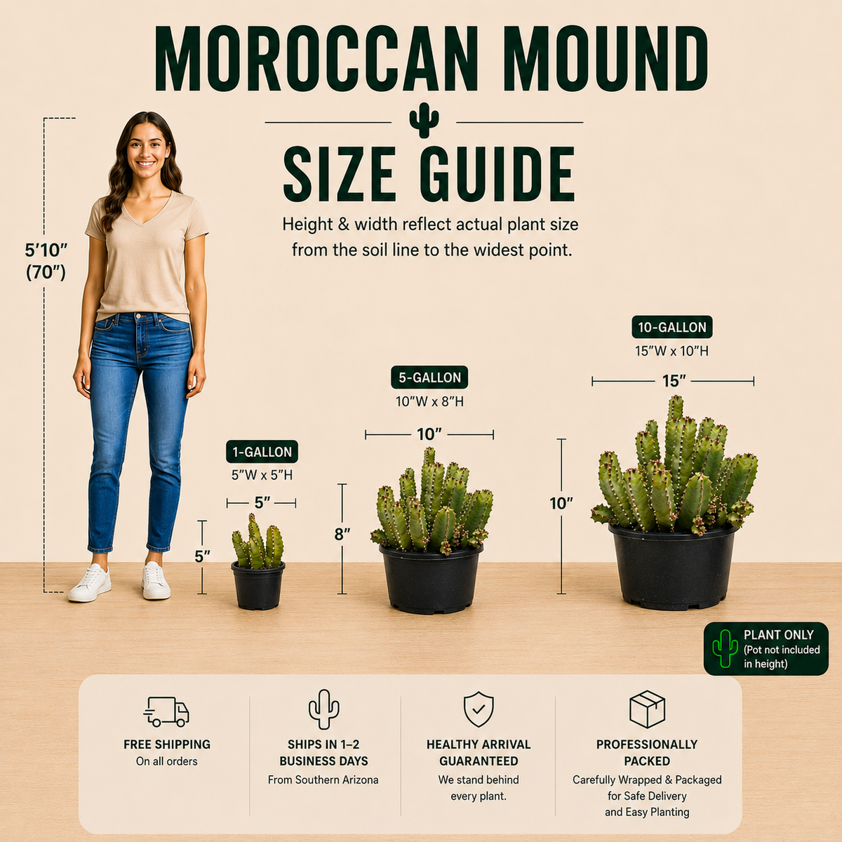Moroccan Mound live plant, alternate product view 5