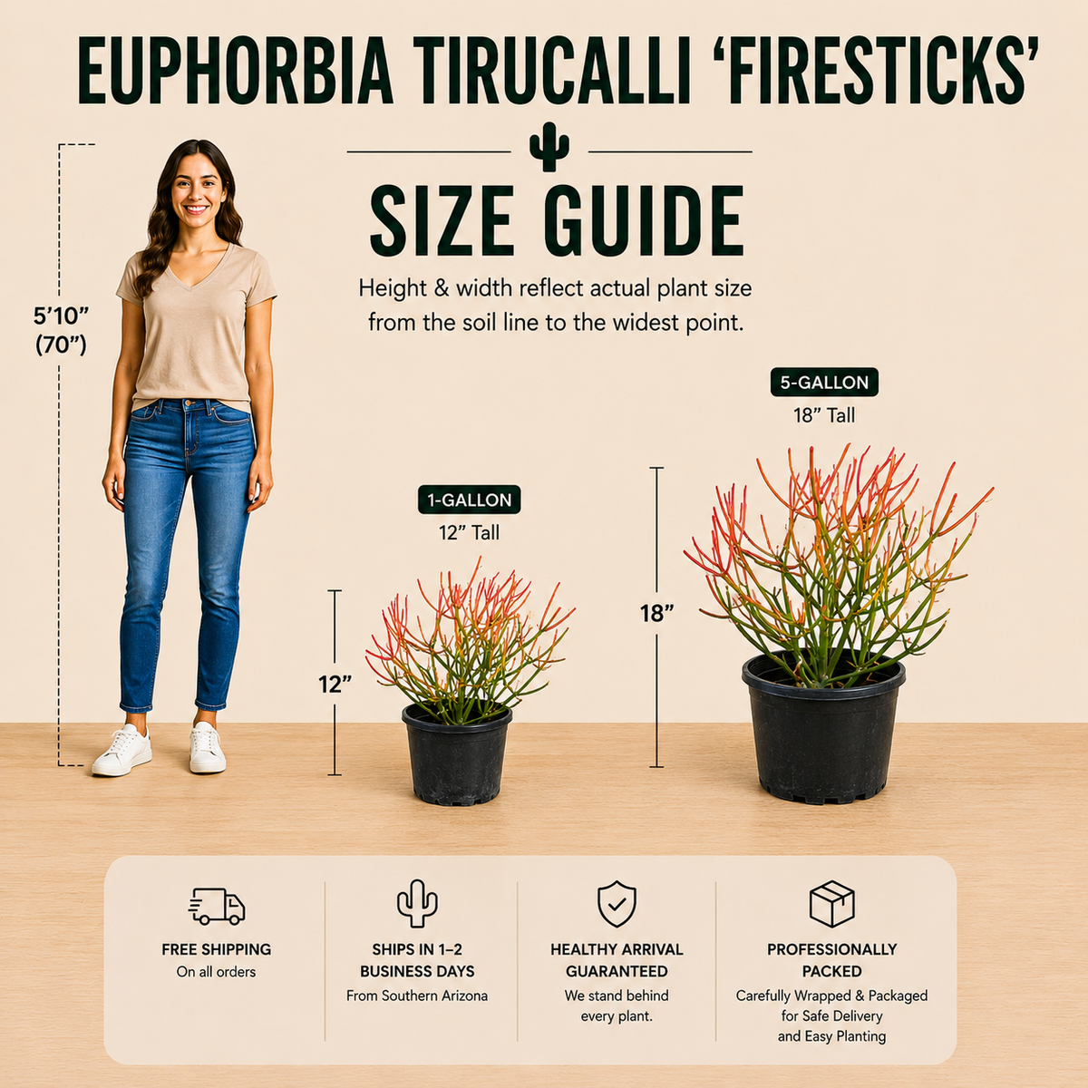Euphorbia tirucalli 'Firesticks' live plant, alternate product view 2