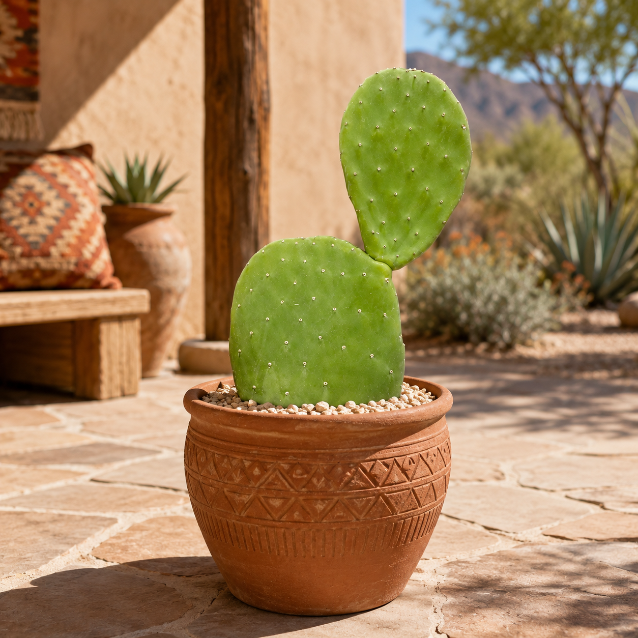 Pretty Nopal Nopal Cactus for Sale | Opuntia ficus-indica - The Cactus Outlet