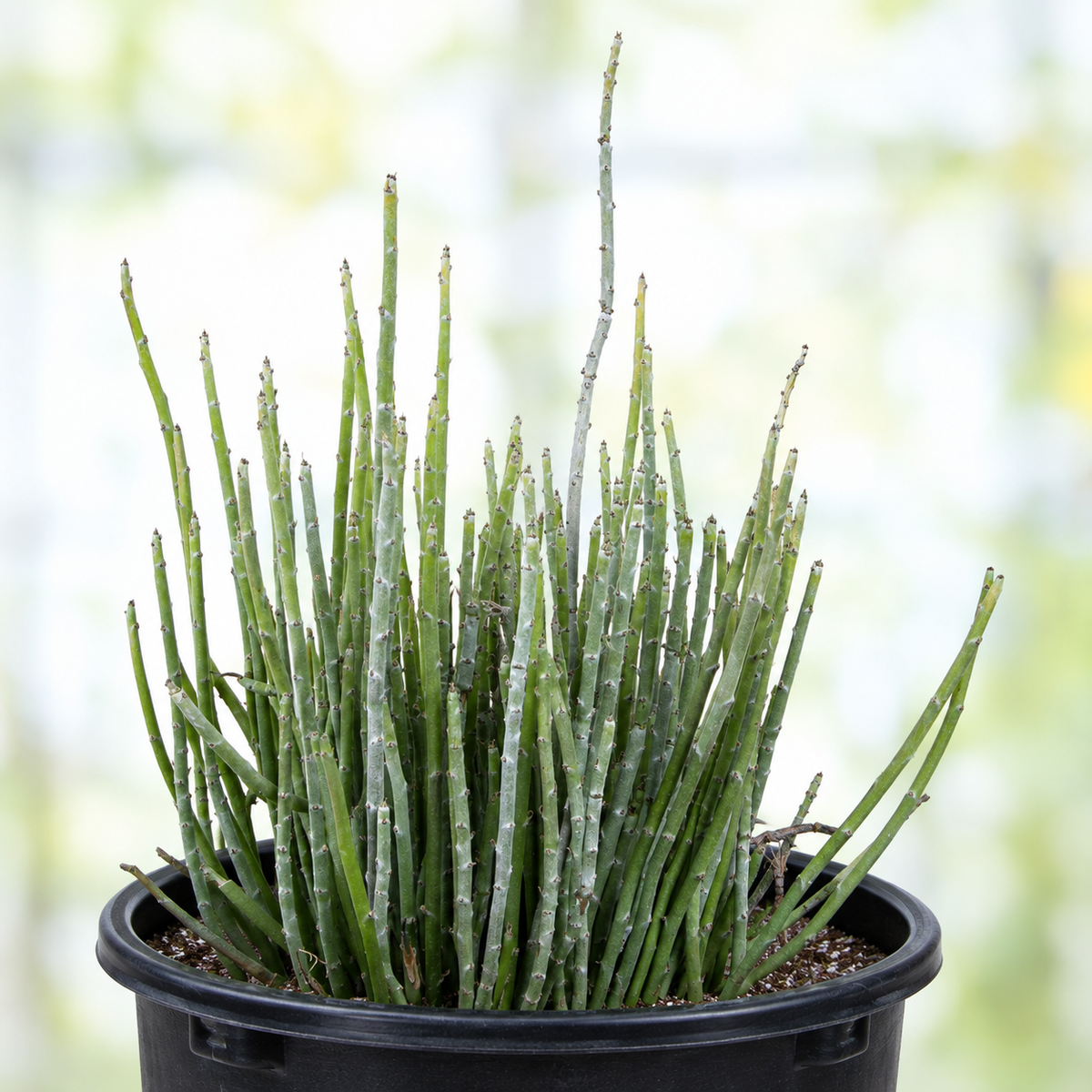 Candelilla live plant, alternate product view 6