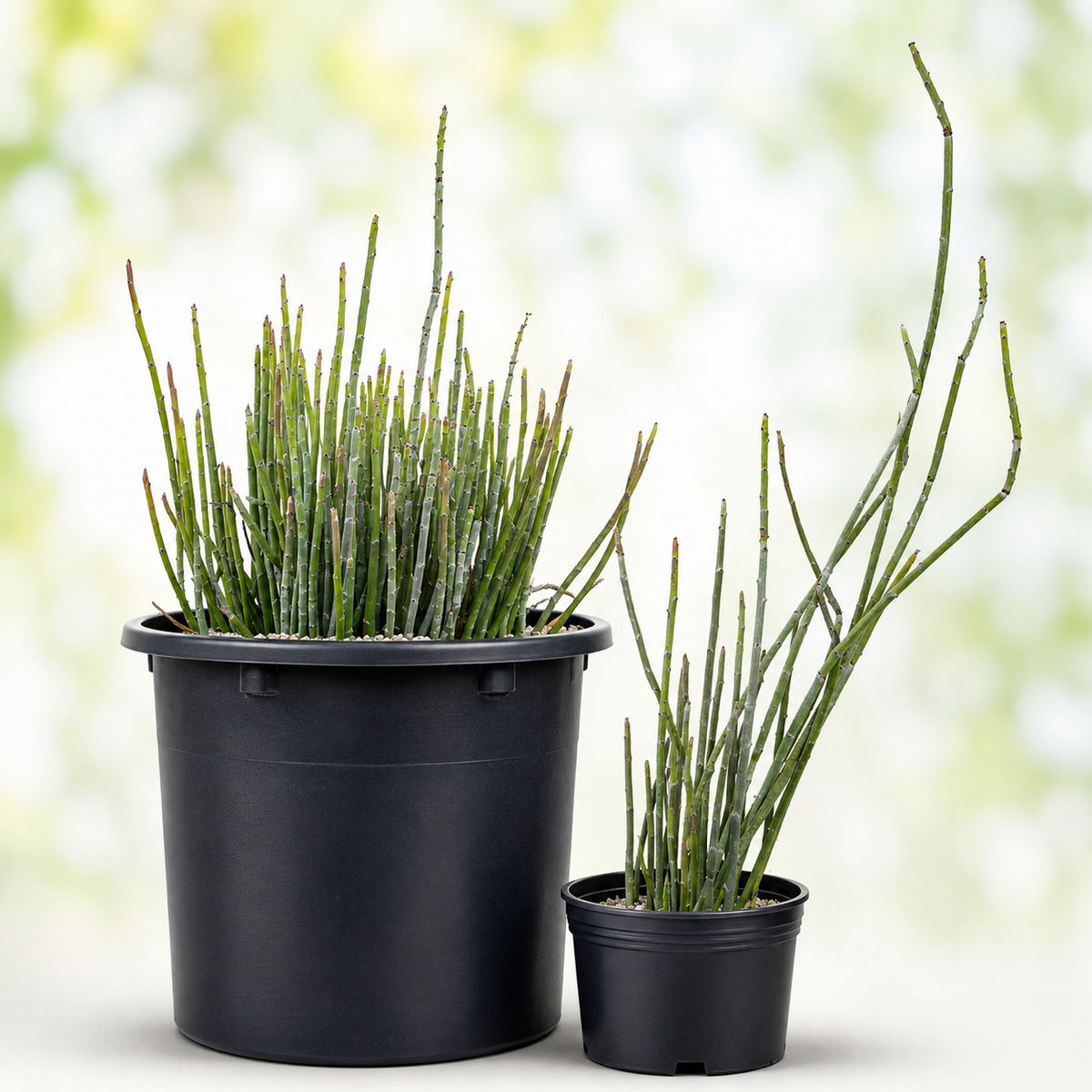 Candelilla live plant, alternate product view 8