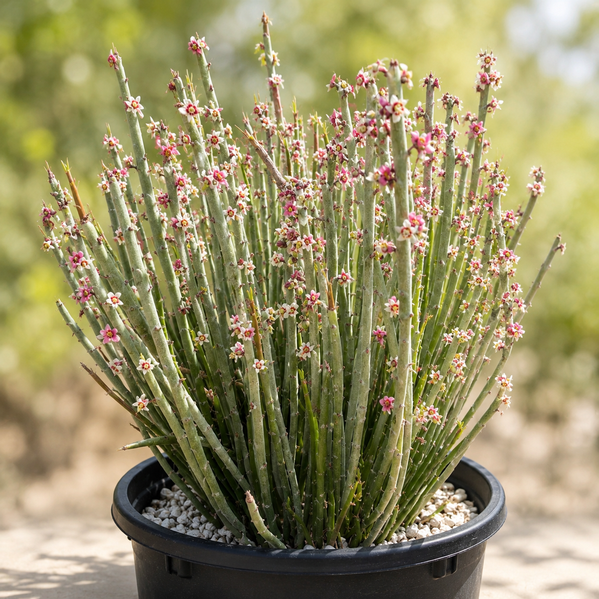 Candelilla live plant, alternate product view 7
