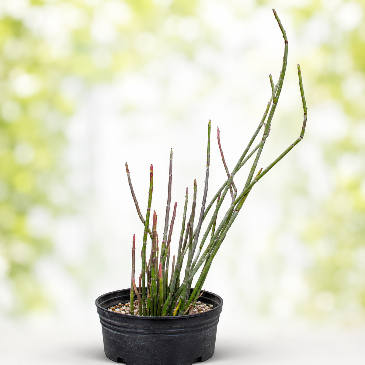 Candelilla live plant, alternate product view 9