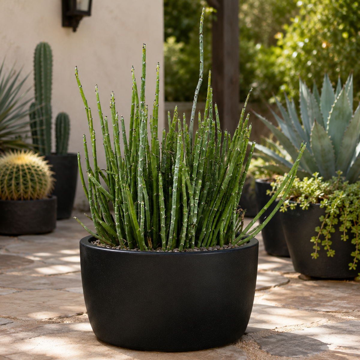 Candelilla live plant, alternate product view 3