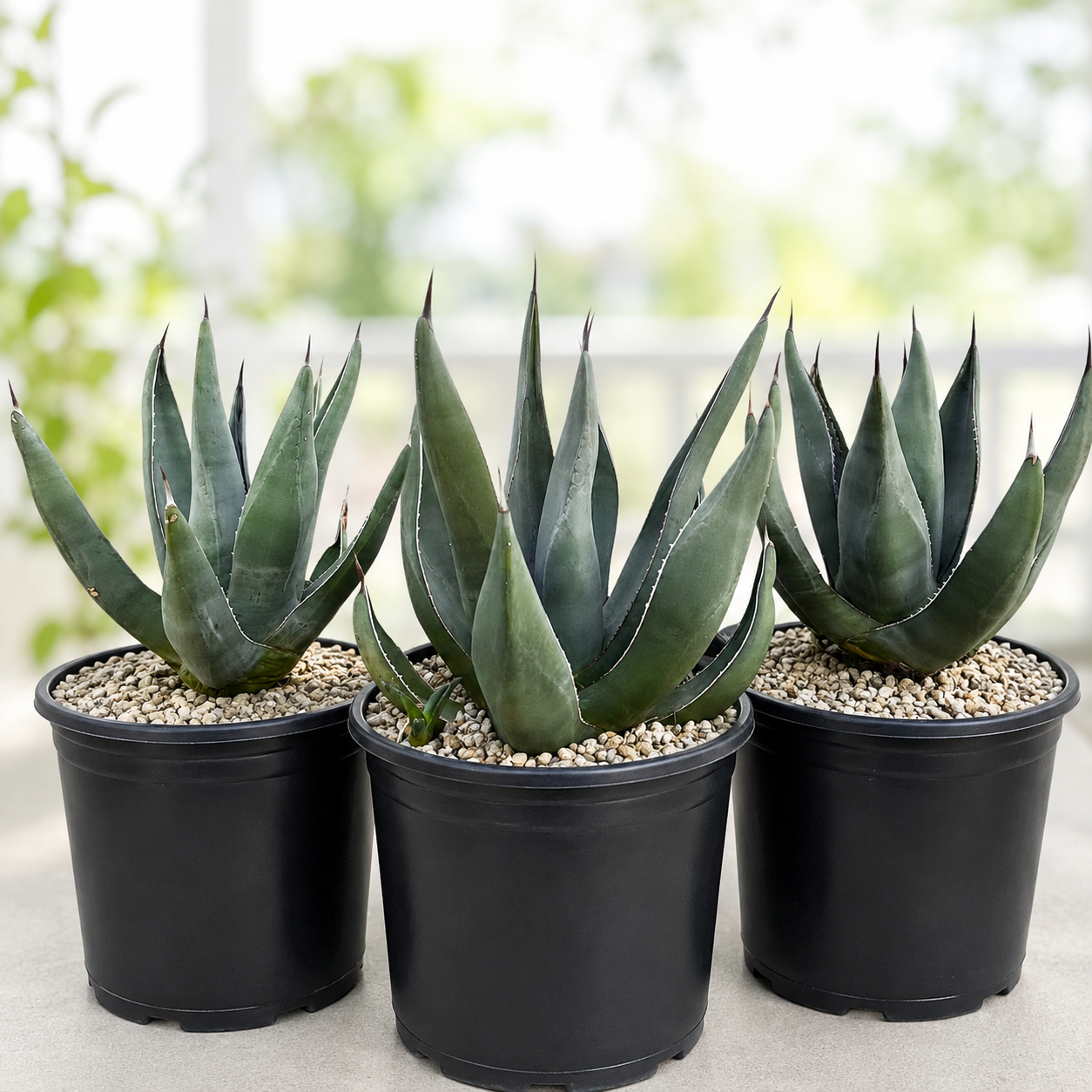 Sharkskin Agave for Sale | Textured Blue Agave - The Cactus Outlet