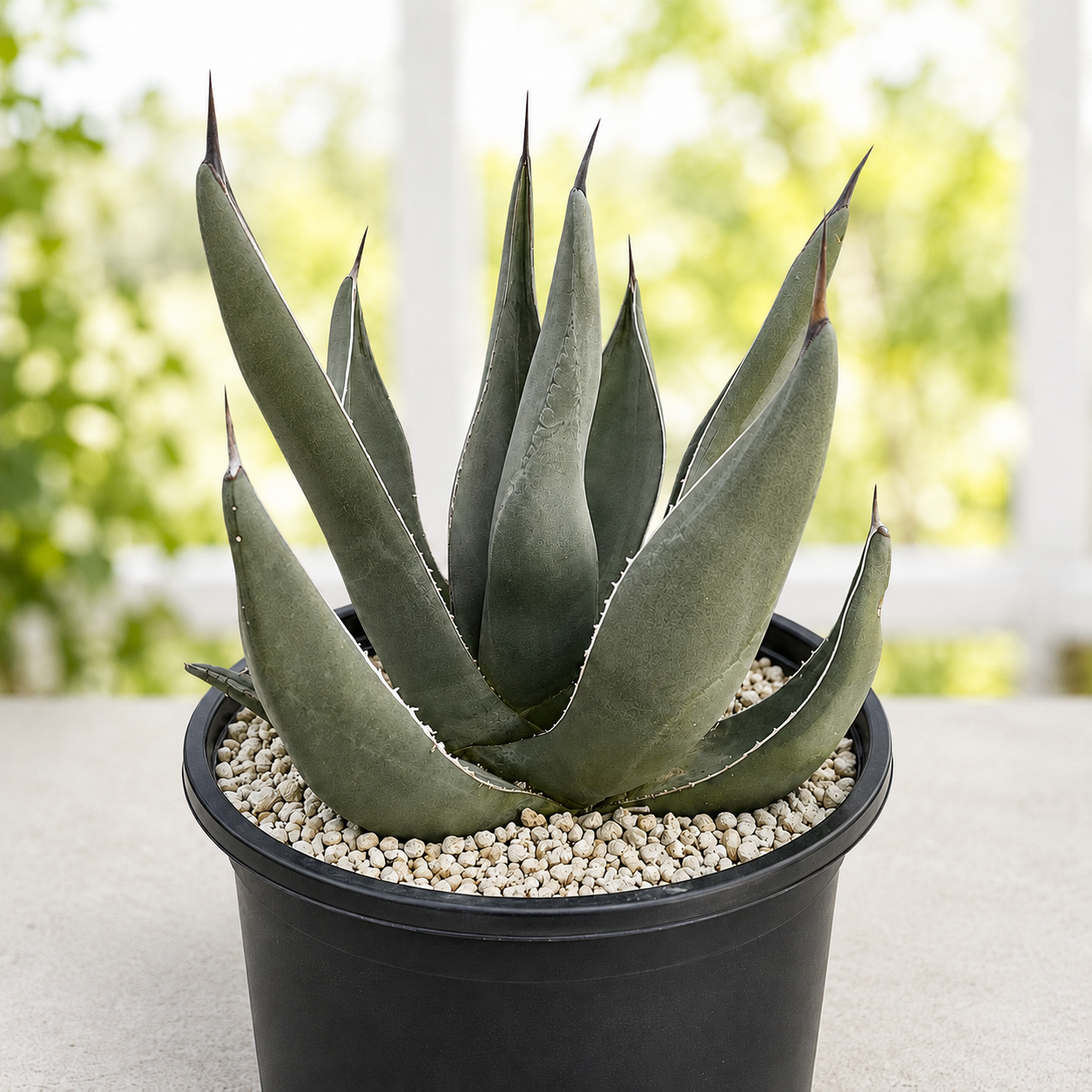 Sharkskin Agave for Sale | Textured Blue Agave - The Cactus Outlet