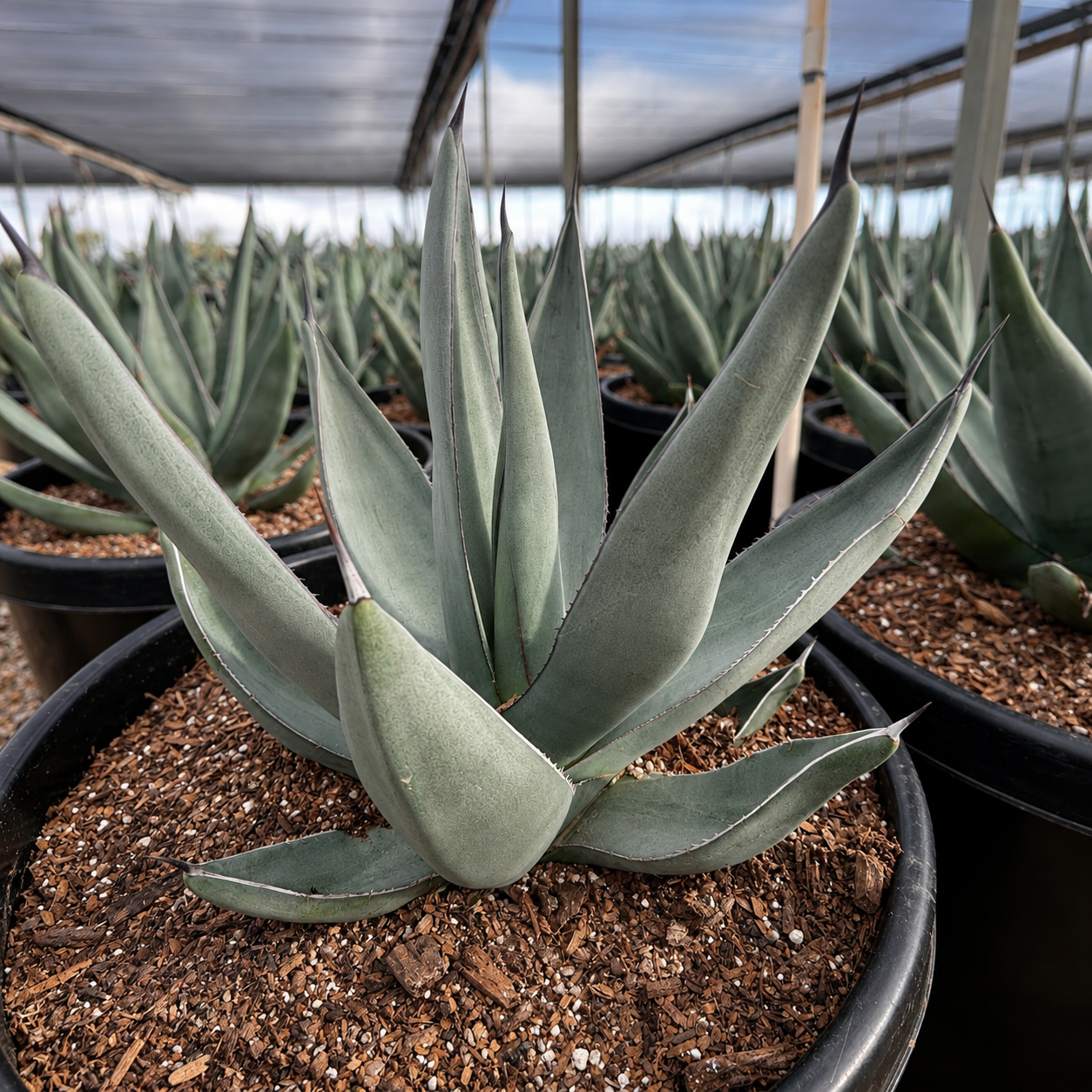Sharkskin Agave for Sale | Textured Blue Agave - The Cactus Outlet