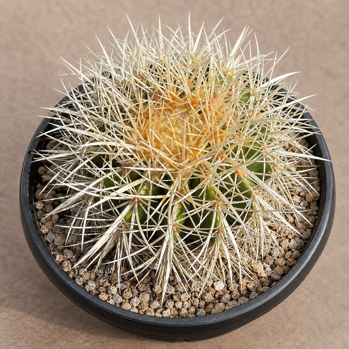 Golden Barrel Cactus var. albispinus