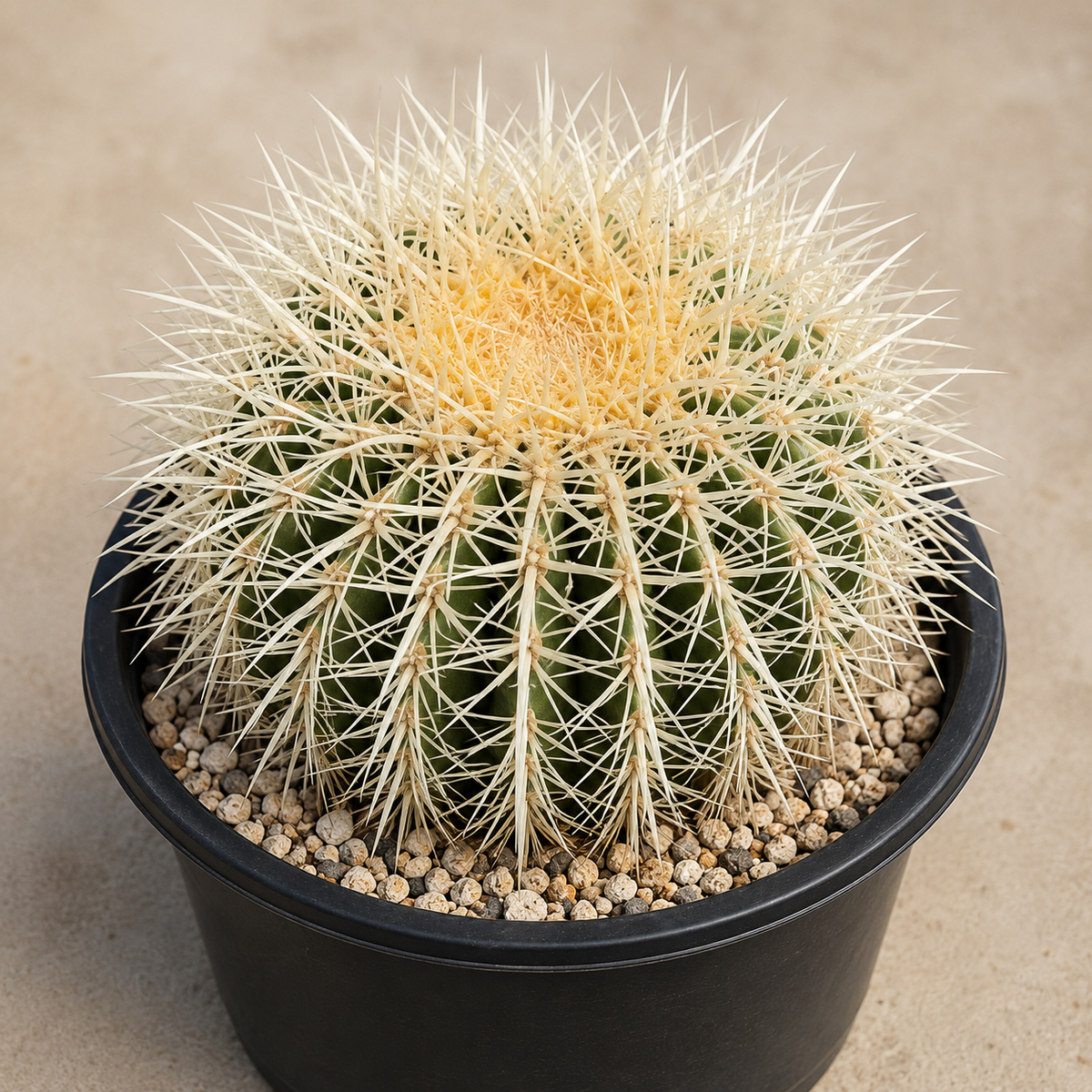 Golden Barrel Cactus var. albispinus