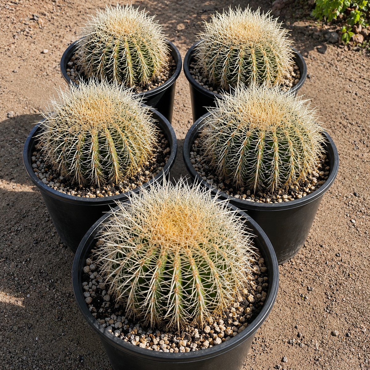 Golden Barrel Cactus var. albispinus