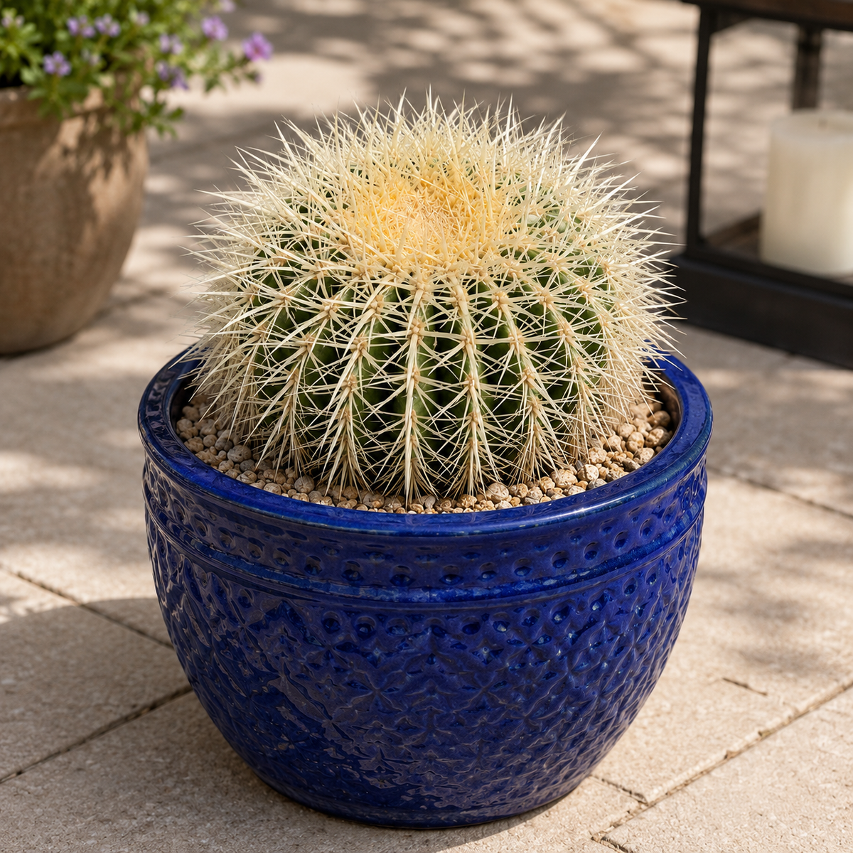 Golden Barrel Cactus var. albispinus