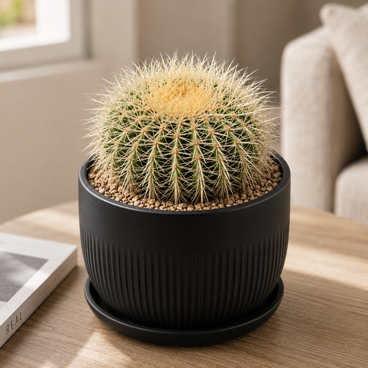 Golden Barrel Cactus var. albispinus