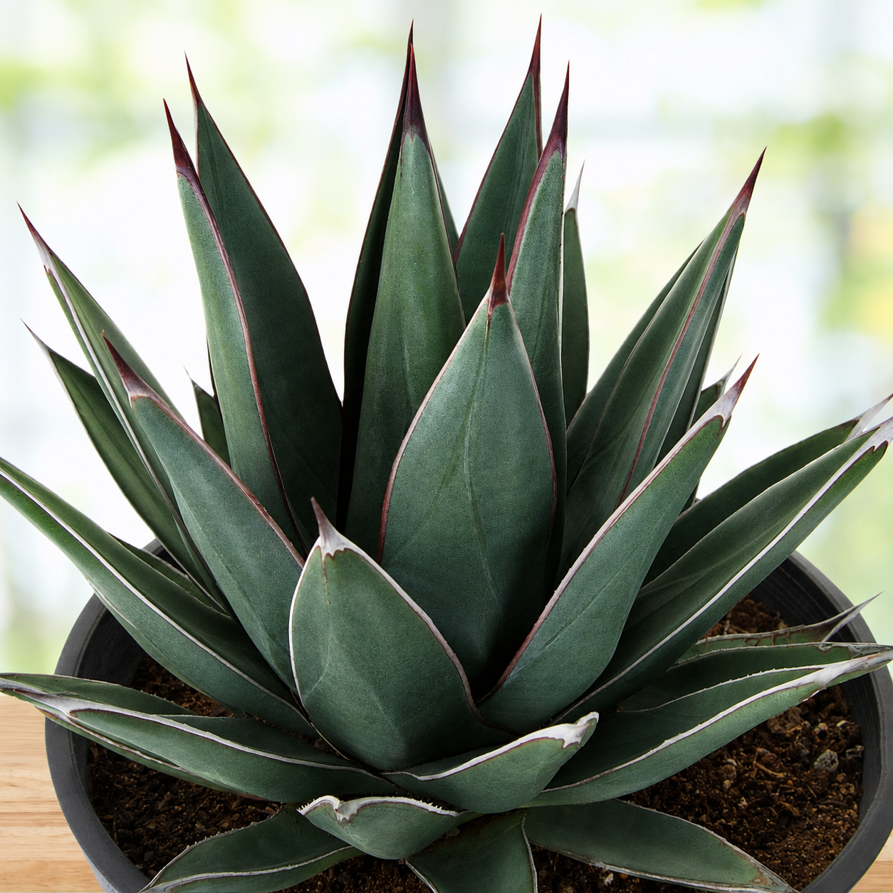 Arizona Smiles Agave for Sale | Colorful Ornamental Agave - The