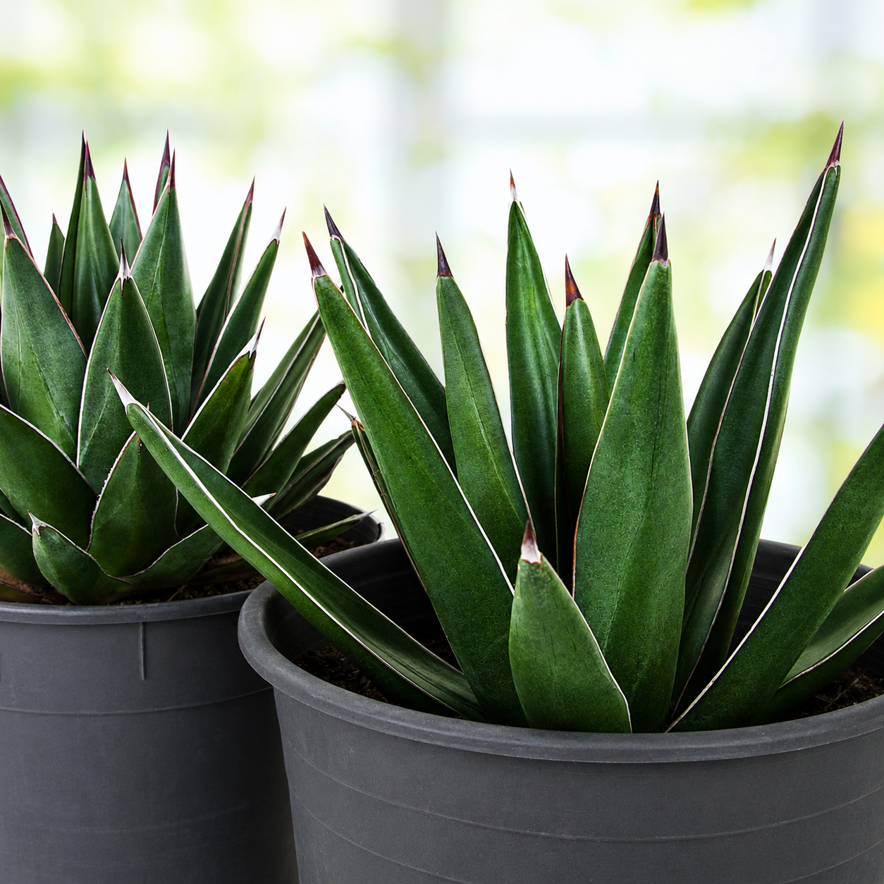 Arizona Smiles Agave for Sale | Colorful Ornamental Agave - The