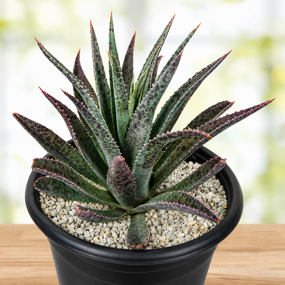 Mangave 'Bloodspot'