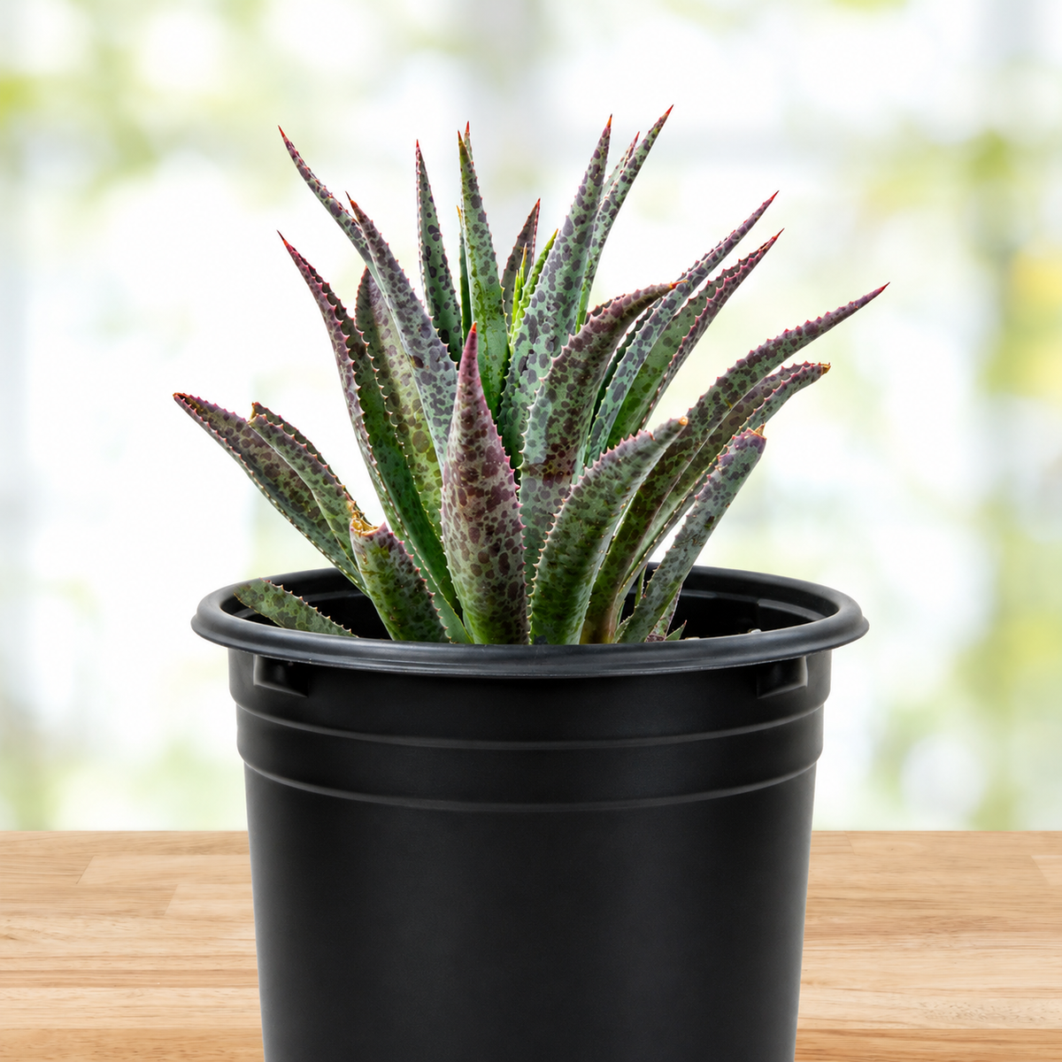 Mangave 'Bloodspot'