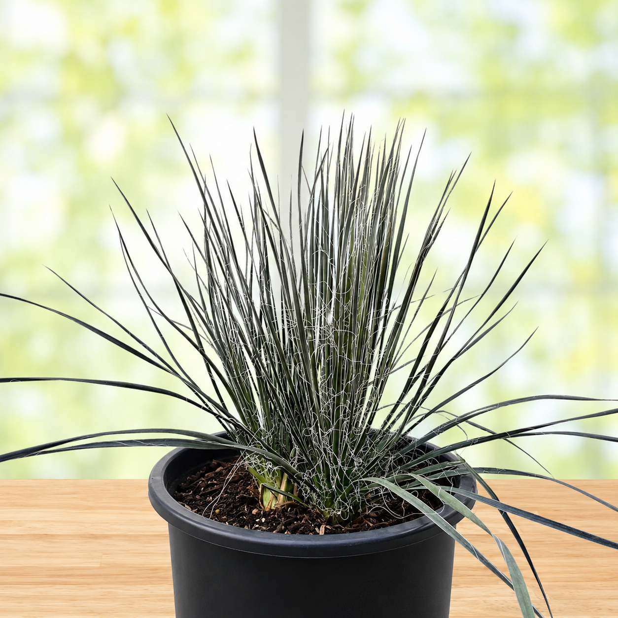Soap Tree Yucca For Sale | Yucca elata - The Cactus Outlet