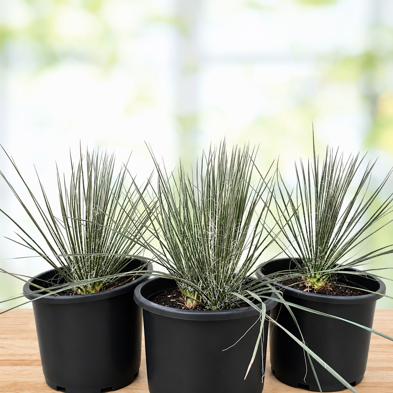 Soap Tree Yucca For Sale | Yucca elata - The Cactus Outlet