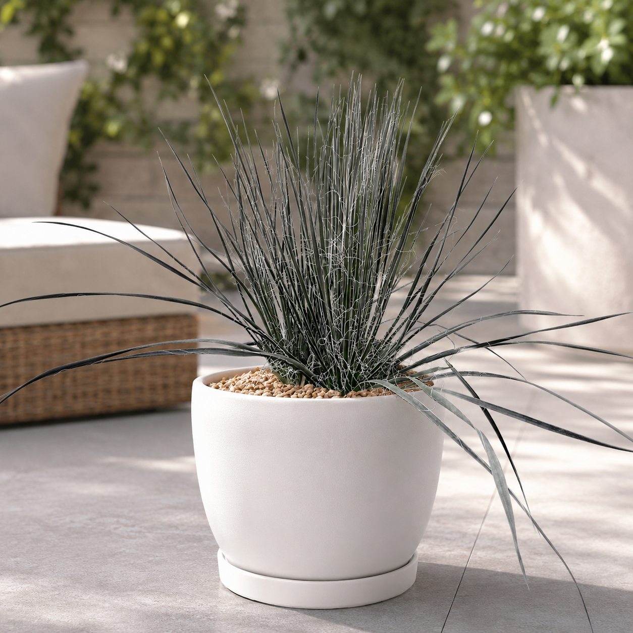 Soap Tree Yucca For Sale | Yucca elata - The Cactus Outlet