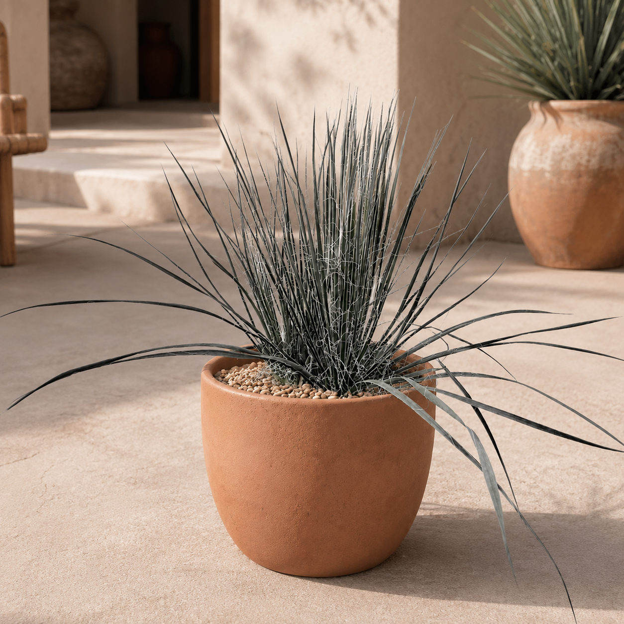 Soap Tree Yucca For Sale | Yucca elata - The Cactus Outlet Soap Tree Yucca For Sale | Yucca elata - The Cactus Outlet