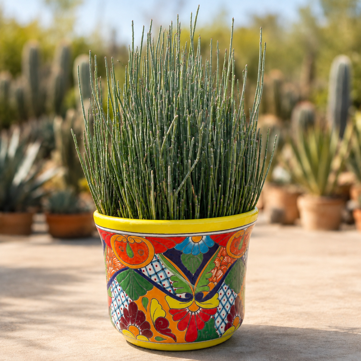 A tall green succulent plant with upright, needle-like leaves in a brightly painted ceramic pot with a yellow rim and a colorful Mexican-style floral and geometric pattern, set in a sunny outdoor garden with blurred cacti in the background.