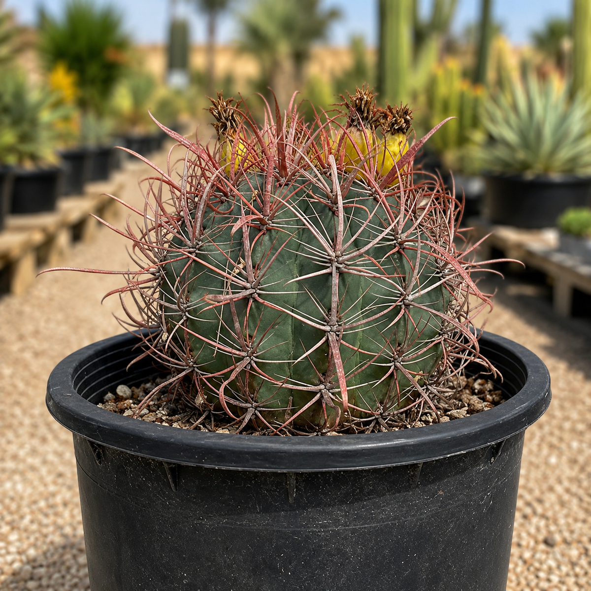 Ferocactus gracilis live plant highlighting its ribbed green body and dense red spines.