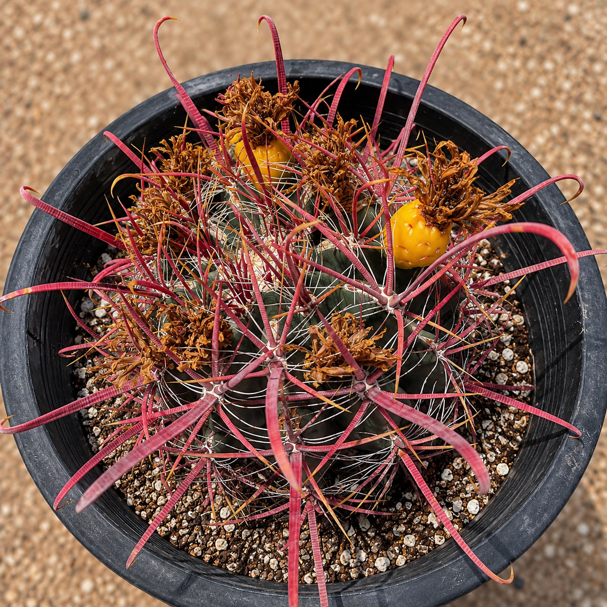 Live Ferocactus gracilis with rounded barrel form and strong colorful spines.