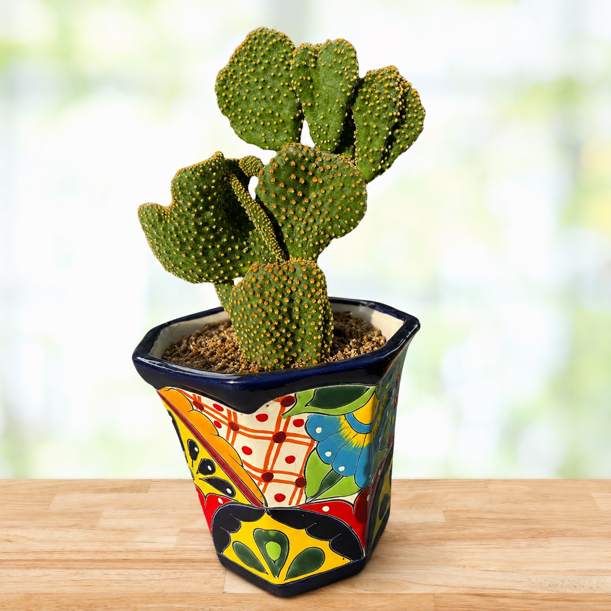 Angel Wings Prickly Pear Cactus (Monstrose) for Sale - The Cactus