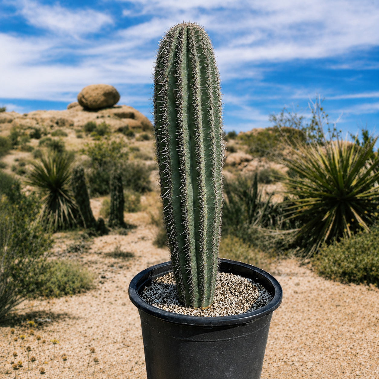 Saguaro Cactus For Sale | Large Carnegiea gigantea - The Cactus Outlet
