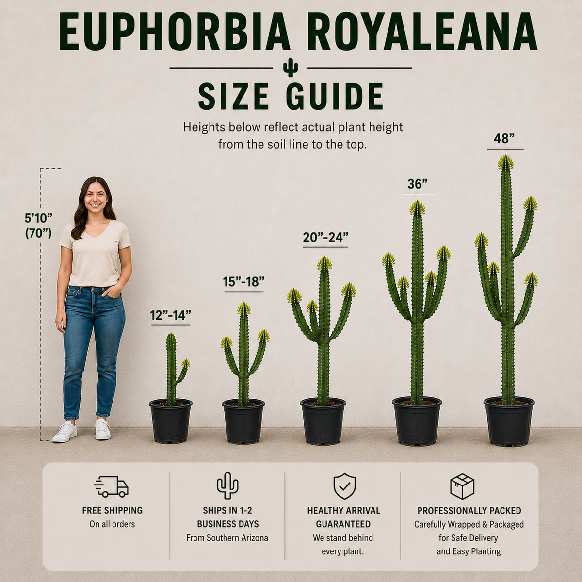 Euphorbia Royaleana