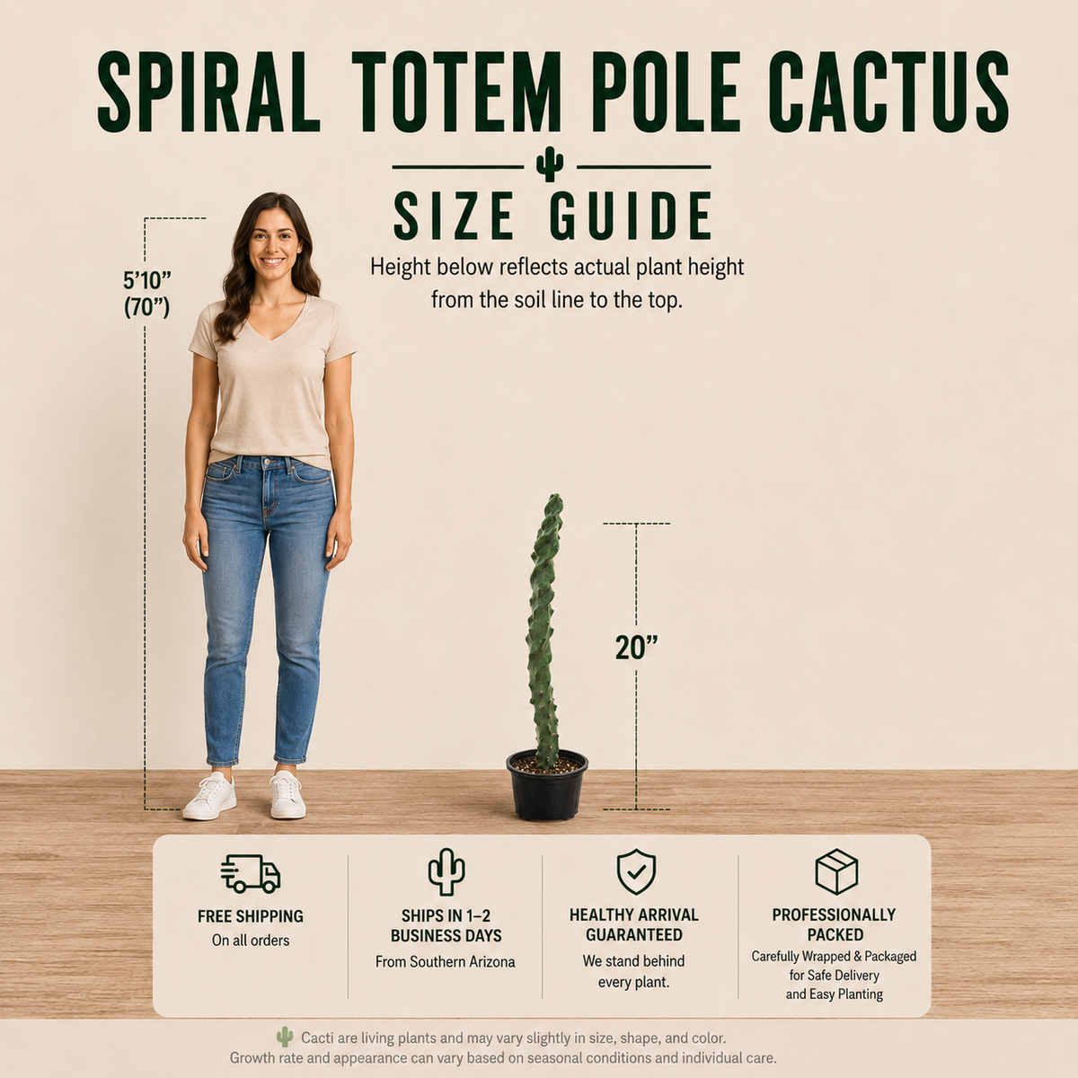 Size guide infographic for a spiral totem pole cactus, showing a woman standing 5'10" next to the cactus which is 20 inches tall, on a beige background with feature icons at the bottom.