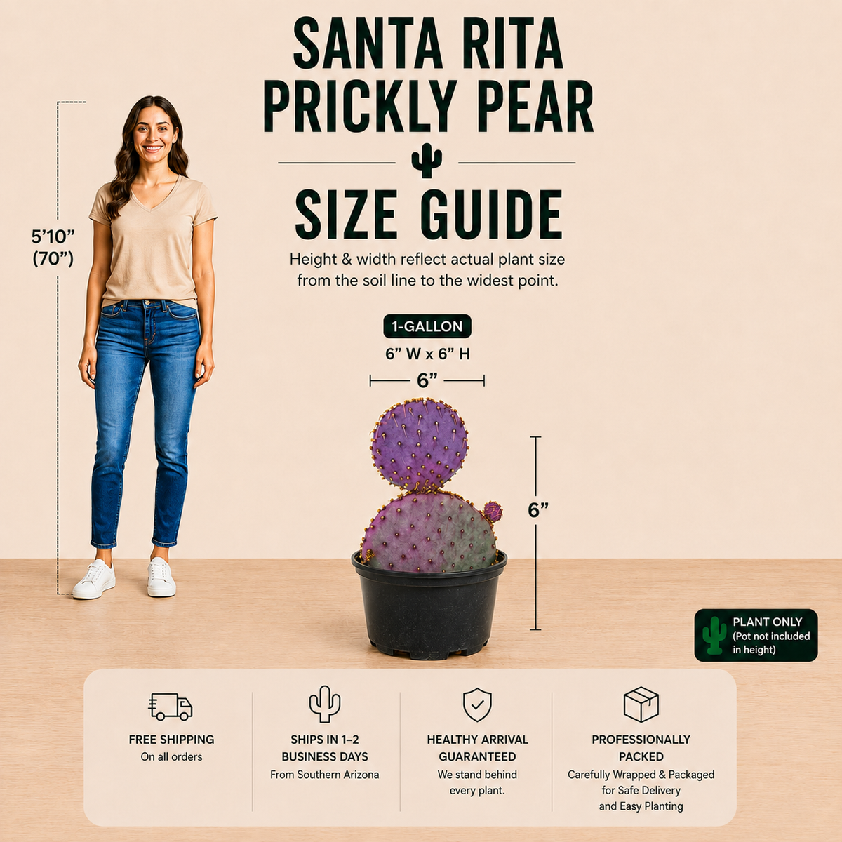 Santa Rita Prickly Pear live plant, alternate product view 2