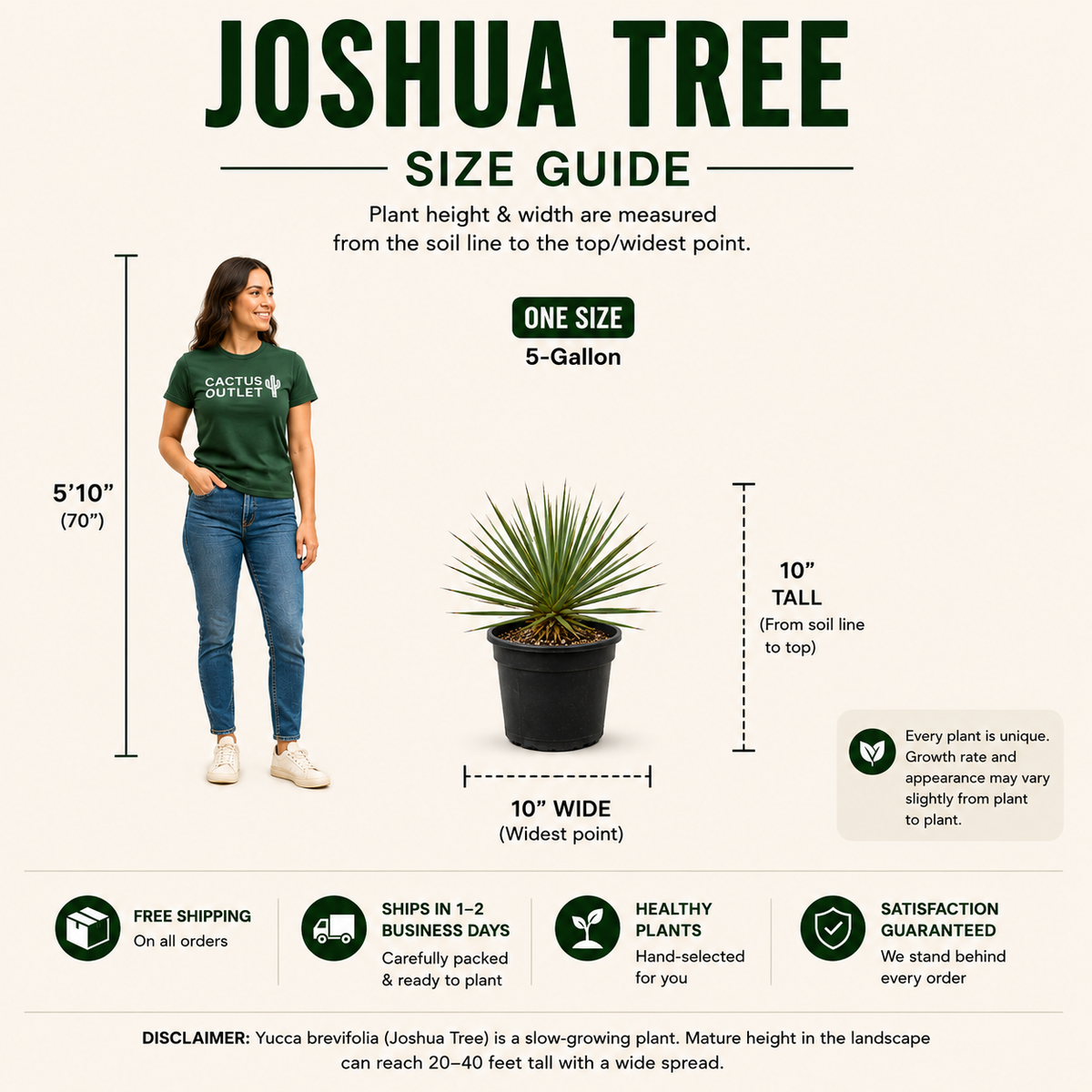 A size guide infographic for a Joshua Tree 5-gallon plant. It features a woman modeling a green t-shirt on the left showing a height of 5'10" (70") and a potted plant in the center showing a height of 10" tall and 10" wide.