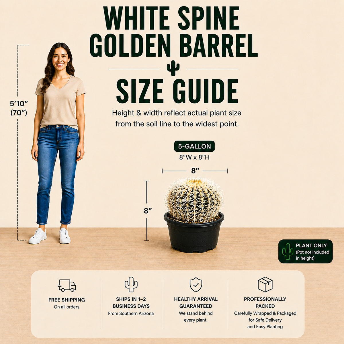 Golden Barrel Cactus var. albispinus