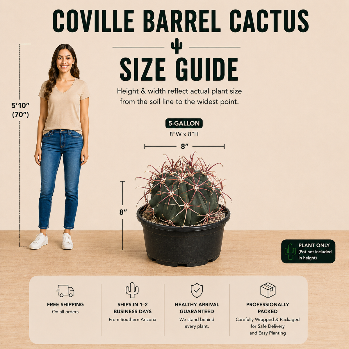 Coville Barrel Cactus