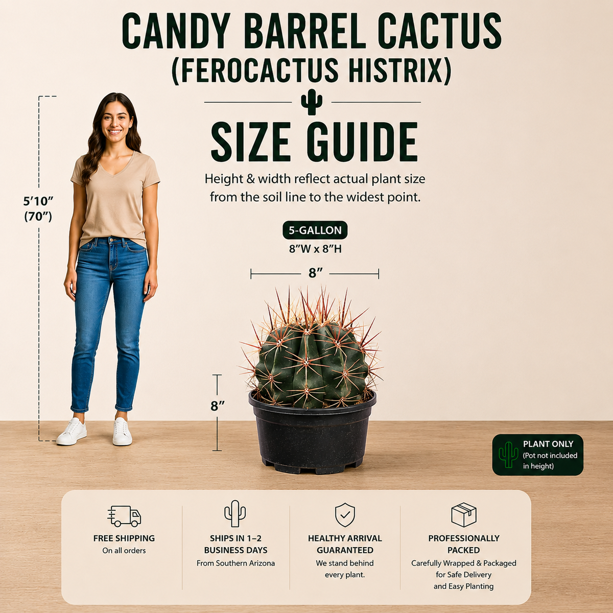 Candy Barrel Cactus