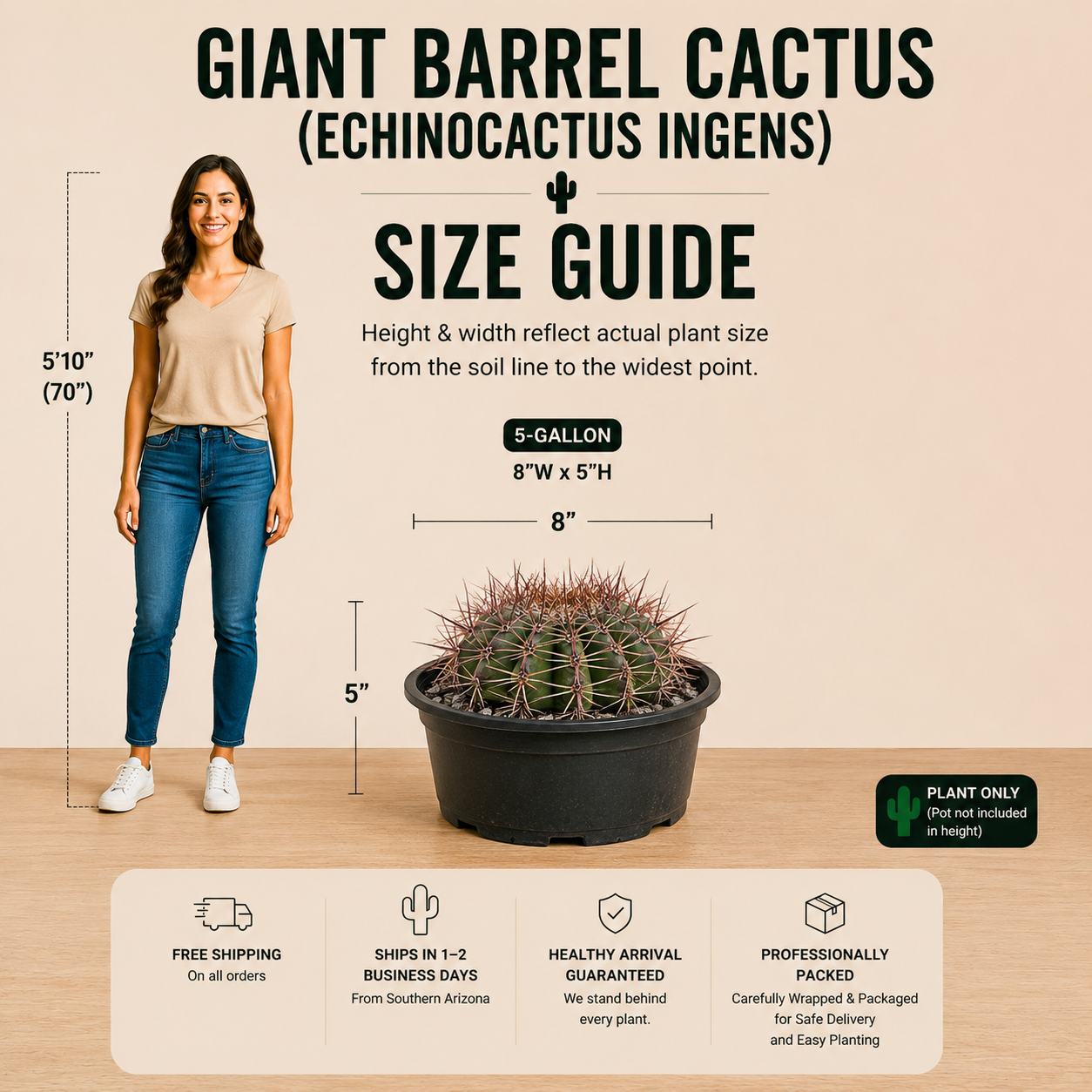 Echinocactus ingens (Giant Barrel Cactus) – Large Cactus for Sale