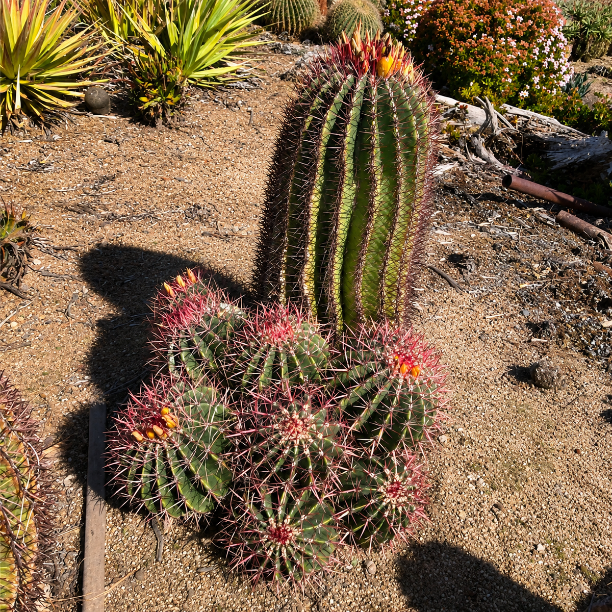 Ferocactus Pringlei