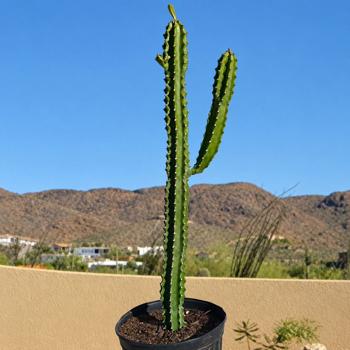 Euphorbia Royaleana