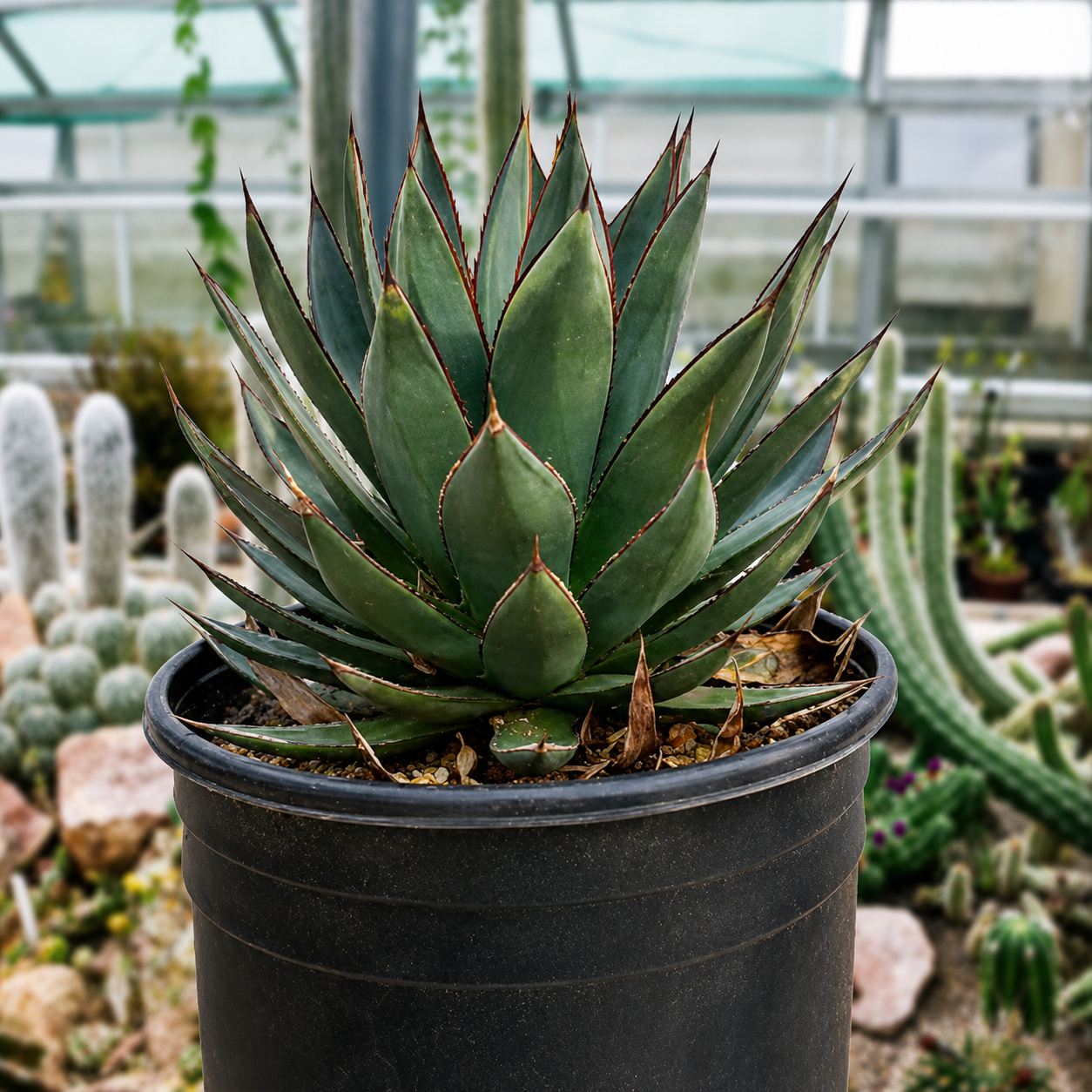Agave Blue Glow | Big Beautiful Indoor & Outdoor Agave For Sale