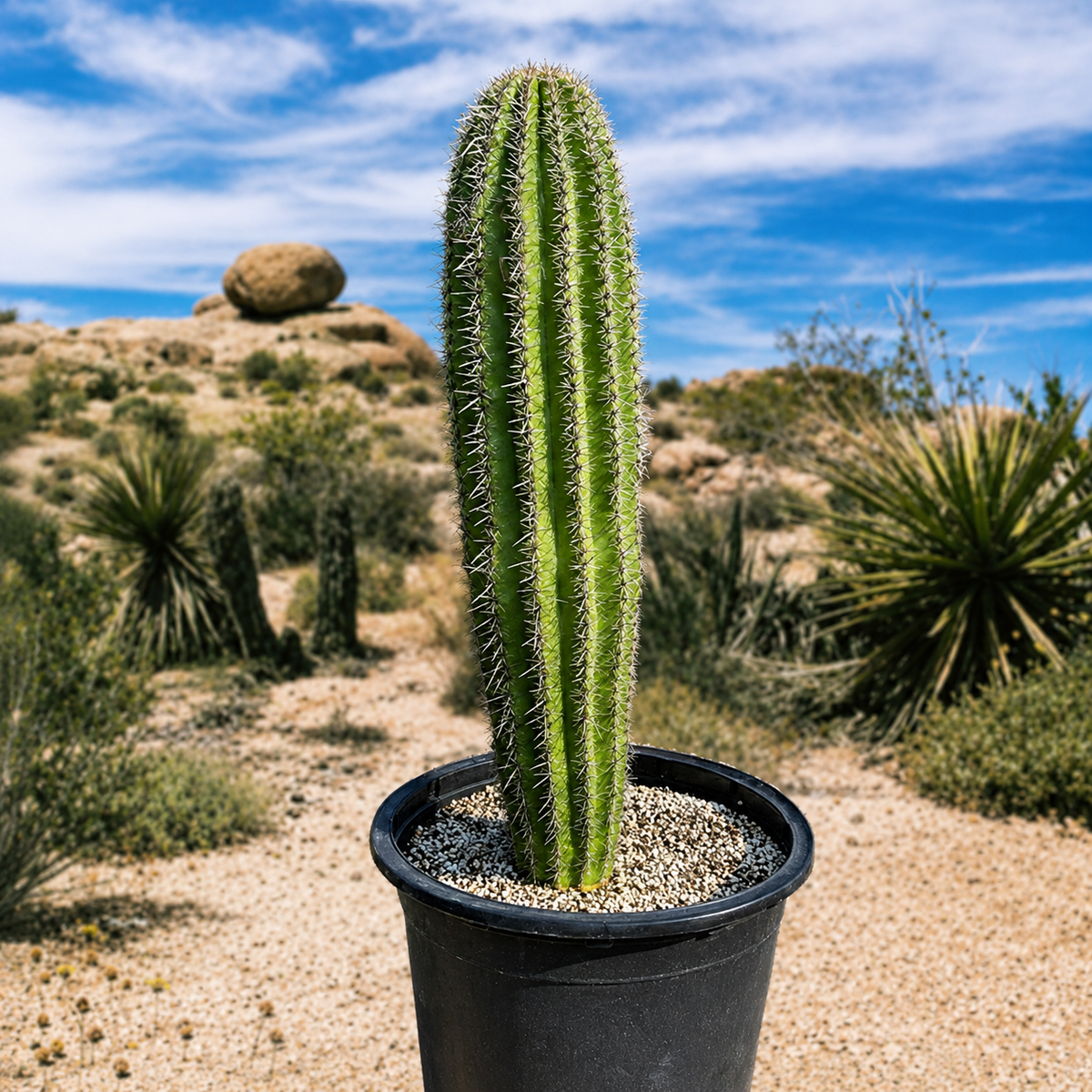 Saguaro Cactus