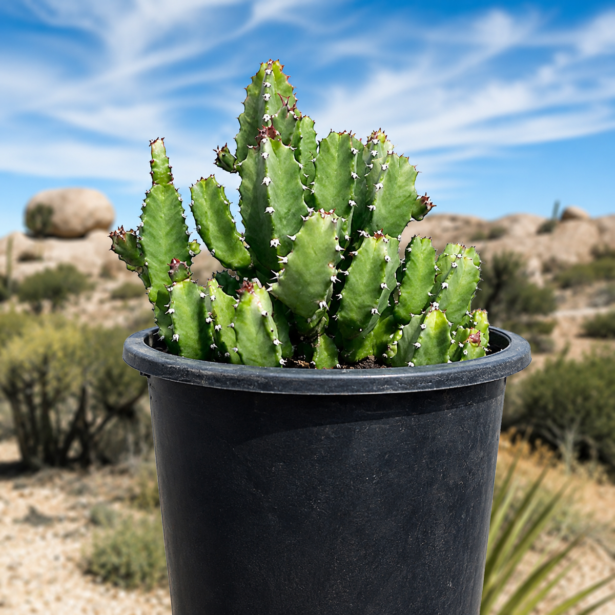 Moroccan Mound live plant, alternate product view 8