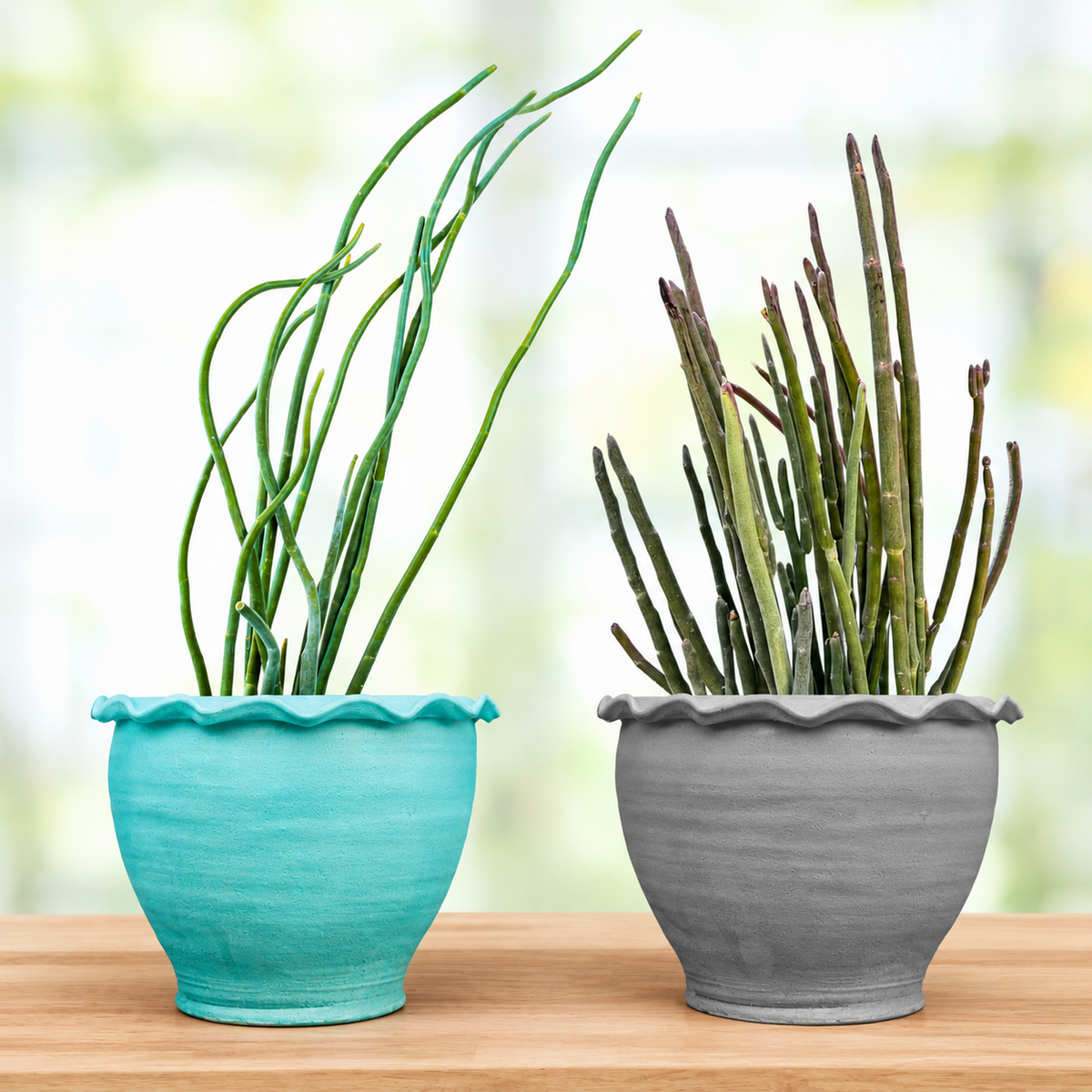 Two ceramic planters with scalloped rims, one in turquoise and one in gray, holding green succulent-like plants, displayed on a wooden surface against a soft blurred background.