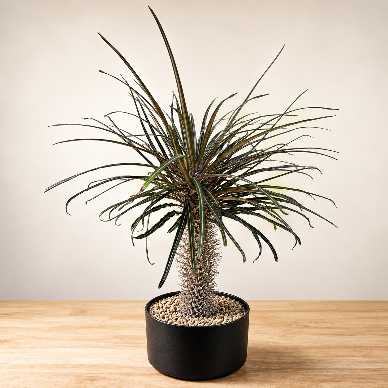 Silver Madagascar Palm For Sale | Pachypodium geayi - The Cactus