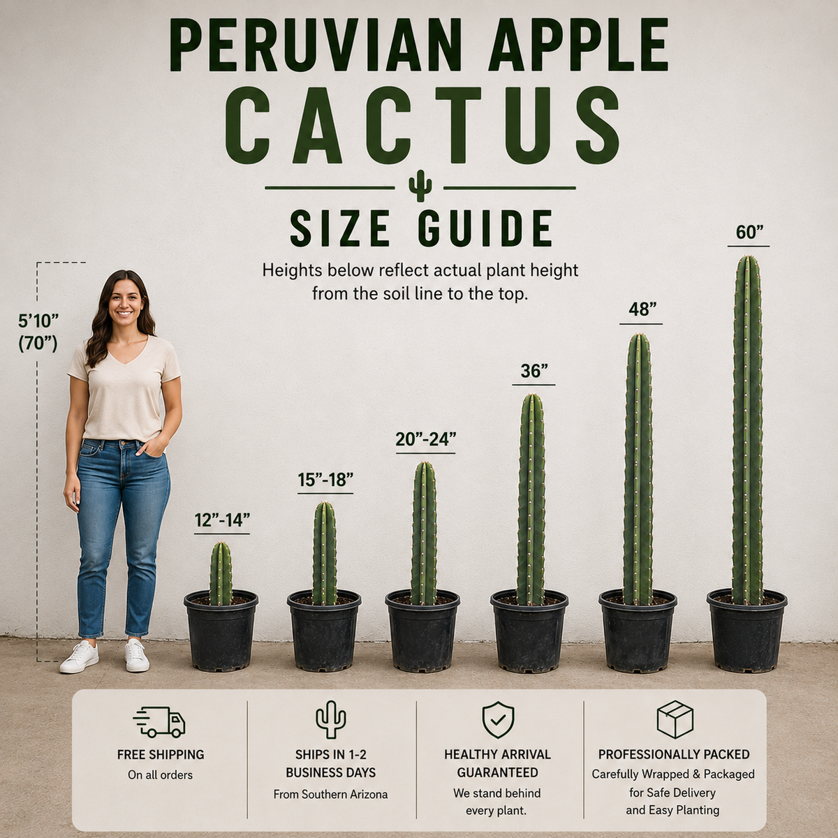 Peruvian Apple Cactus