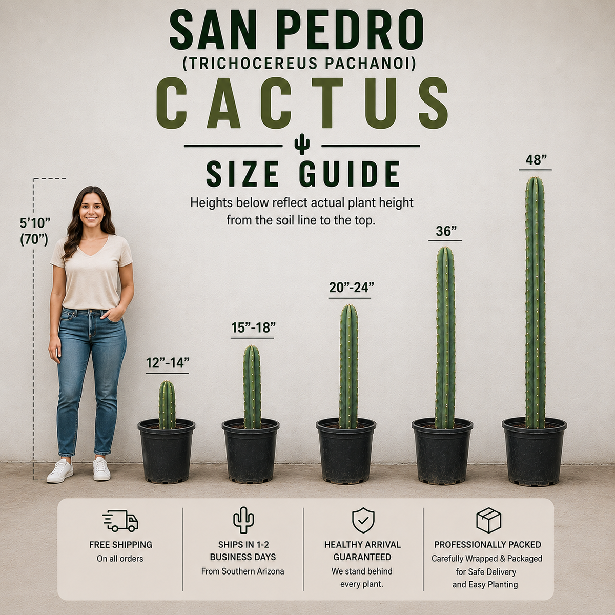 San Pedro Cactus (Trichocereus pachanoi) live plant, alternate product view 5