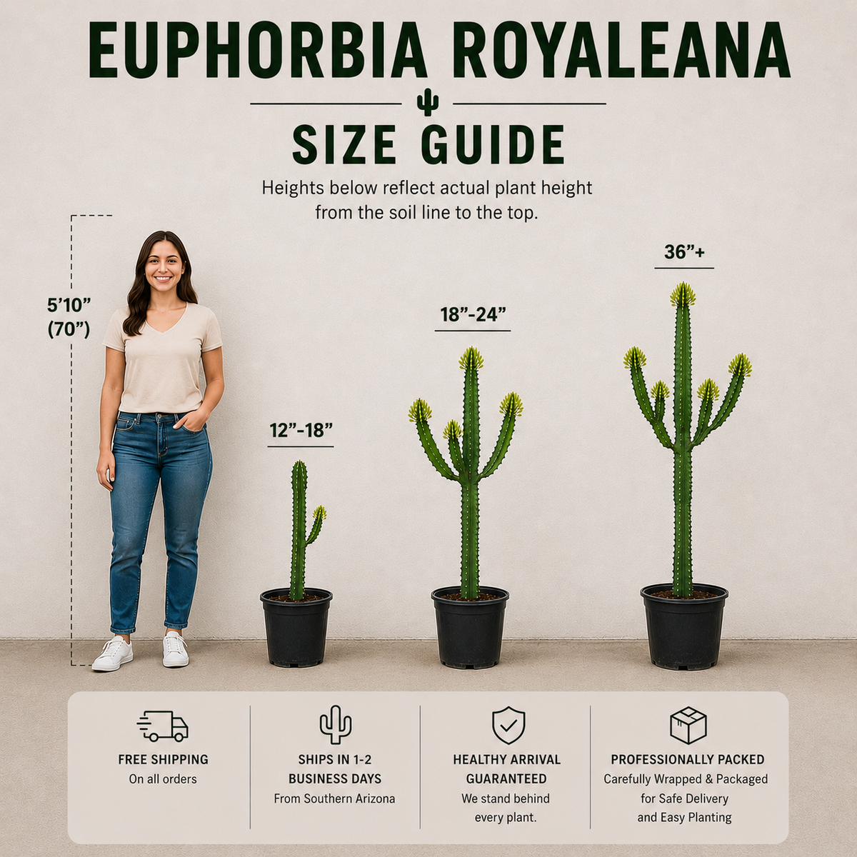 Size guide infographic for Euphorbia Royaleana houseplants, showing three different plant sizes with height measurements in inches and feet, alongside a woman standing next to the tallest plant for scale. Includes shipping and care feature icons at the bottom.