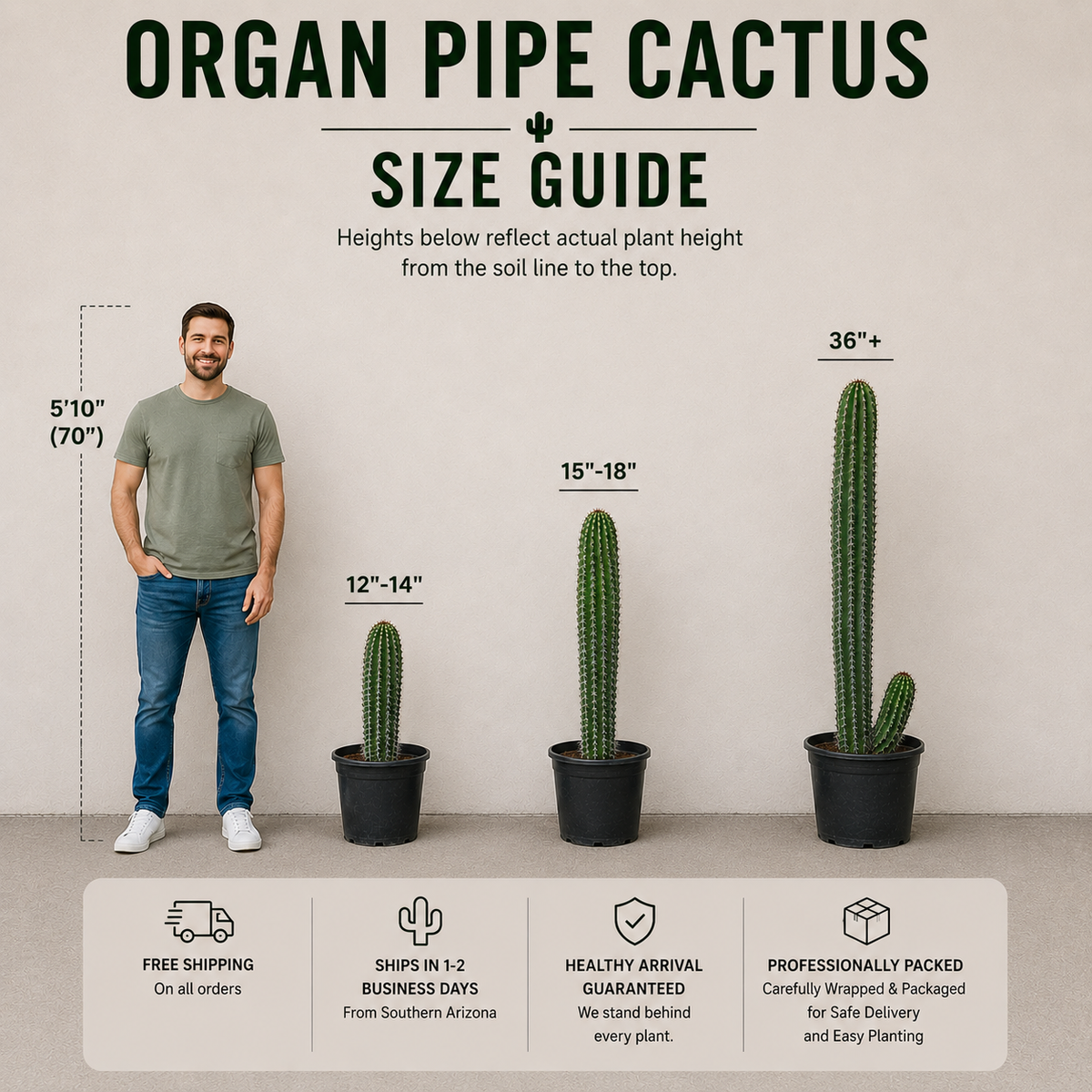 Organ Pipe Cactus live plant, alternate product view 5